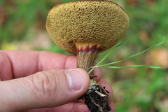 Xerocomellus cisalpinus