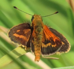 Taractrocera papyria agraulia
