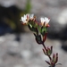 Lampranthus productus - Photo 由 Steven Molteno 所上傳的 (c) Steven Molteno，保留部份權利CC BY-NC