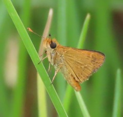 Taractrocera papyria agraulia