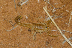 Parabuthus kuanyamarum