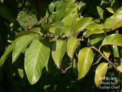Cryptocarya elliptifolia