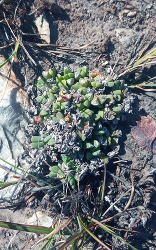 Algoa Sheepfig (Delosperma algoense)