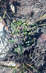 Delosperma algoense