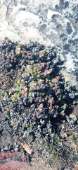 Delosperma algoense