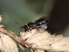 Hylaeus gibbus
