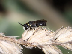 Hylaeus gibbus