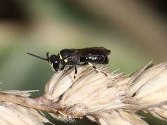 Hylaeus gibbus