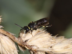 Hylaeus gibbus