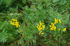 Tanacetum vulgare