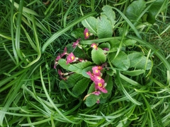 Primula × polyantha