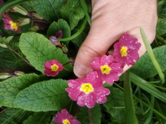 Primula × polyantha