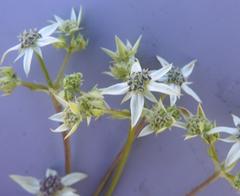 Alepidea cordifolia