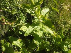 Alepidea cordifolia