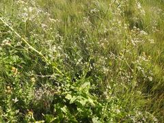 Alepidea cordifolia