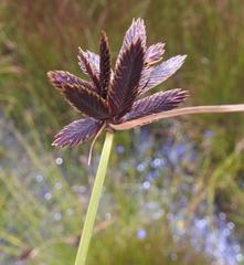 Cyperus niger elegantulus
