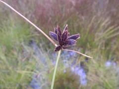 Cyperus niger elegantulus