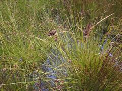 Cyperus niger elegantulus