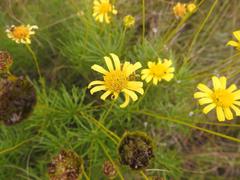 Euryops pedunculatus