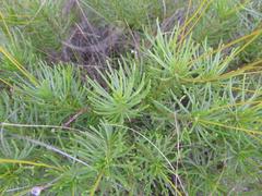 Euryops pedunculatus