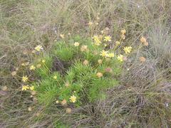 Euryops pedunculatus