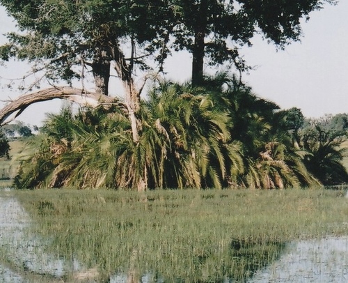 Senegal date palm (Phoenix reclinata)