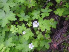 Geranium wakkerstroomianum