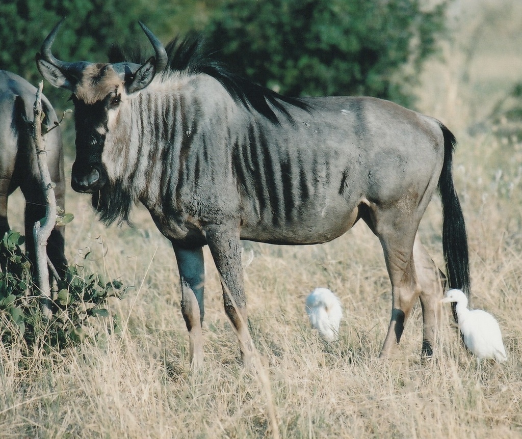 Connochaetes taurinus taurinus, Savuti, Botswana, by chilipossum