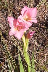 Gladiolus exiguus