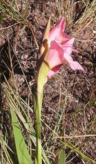 Gladiolus exiguus