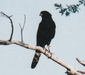 Gabar Goshawk