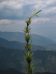 Chusquea bambusoides