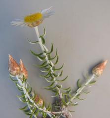 Helichrysum argyrolepis