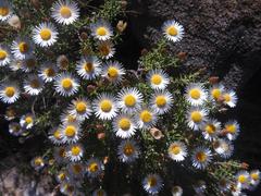 Helichrysum argyrolepis