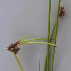 Isolepis costata