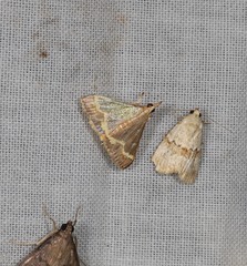 Clupeosoma pellucidalis