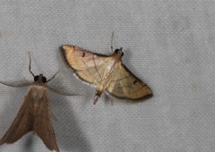 Cnaphalocrocis bilinealis