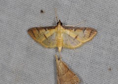 Cotachena aluensis