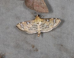Cotachena hicana