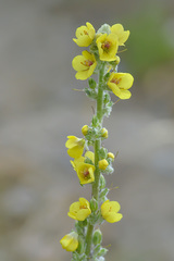 Verbascum gossypinum