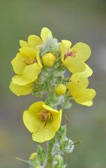 Verbascum gossypinum
