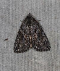 Crioa acronyctoides