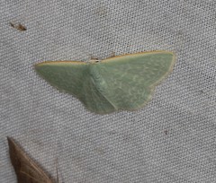 Cymatoplex halcyone