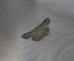 Epipristis oxyodonta