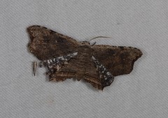 Epiplema coeruleotincta