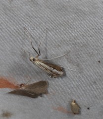 Euclasta maceratalis