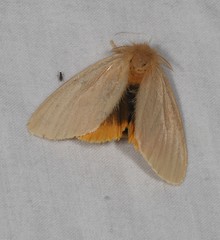 Euproctis habrostola