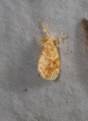 Euproctis ochroneura