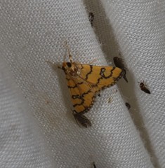 Glycythyma leonina