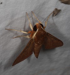 Gnathothlibus australiensis